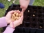Preparação da terra em covetes (já usadas em sementeiras anteriores) para a sementeira das amendoeiras.